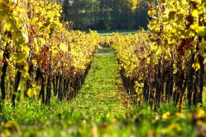 vineyards-vigneto